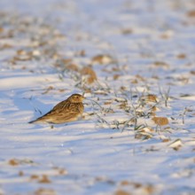 Skylark (Alauda arvensis) in winter, sitting, resting in the early morning light on a field in the