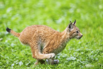 Eurasian lynx (Lynx lynx) youngster running on a meadow, Austria, Europe