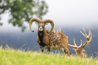 European mouflon (Ovis aries musimon) ram standing on a meadow, tirol, Kitzbühel, Wildpark Aurach,