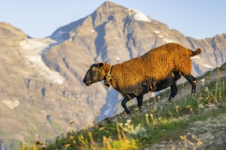 Domestic sheep (Ovis orientalis aries) at sunrise in the Mountains at Hochalpenstraße, Pinzgau,