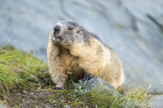 Alpine marmot (Marmota marmota) in autumn, Grossglockner, High Tauern National Park, Austria,