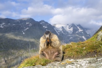Alpine marmot (Marmota marmota) in autumn, Grossglockner, High Tauern National Park, Austria,
