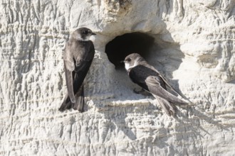 Sand martins (Riparia riparia), Emsland, Lower Saxony, Germany, Europe