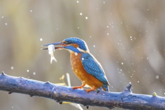 Kingfisher (Alcedo atthis) Germany