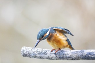 Kingfisher (Alcedo atthis) Germany