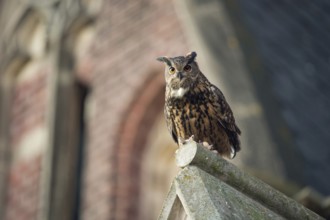 Owl in the city... European eagle owl (Bubo bubo) looking down from the roof of a church where the
