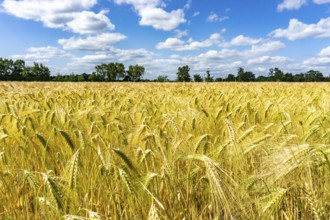 Grain field, in front of harvest, barley, near Bottrop-Kirchhellen, North Rhine-Westphalia,