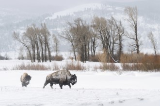 In the wide valley... American Bison (Bison bison) in winter, bison in the wide, snow-covered