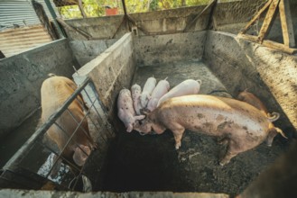 Beautiful fat pigs in a home farm