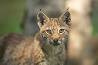Eurasian lynx (Lynx lynx) youngster, portrait, Bavaria, Germany, Europe