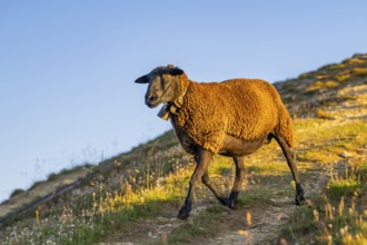 Domestic sheep (Ovis orientalis aries) at sunrise in the Mountains at Hochalpenstraße, Pinzgau,