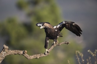 Iberian Eagle (Aquila adalberti), Spanish imperial eagle, Extremadura, Castilla La Mancha, Spain,
