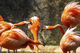 American flamingo, Phoenicopterus ruber, group of birds