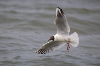 Black-headed gull (Chroicocephalus ridibundus) in summer plumage, in flight, looking for small