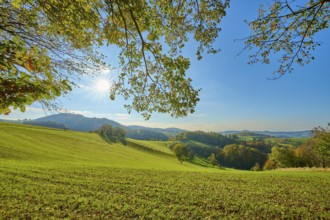 Sunlit hills with green landscapes and trees under a clear sky, Vöckelsbach, Mörlenbach,