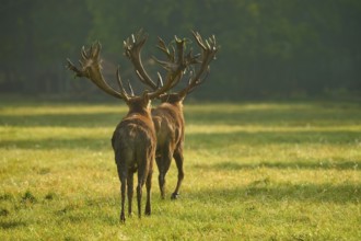 Red deer (Cervus elaphus), two stags with large antlers, during the rutting season, Germany, Europe
