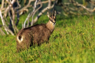 Goat on a green meadow looking slightly into the camera, chamois, chamois, (Rupicapra rupicaprae),
