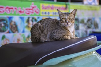 Cat resting on the seat of a scooter in Chiang Rai, Thailand, Asia