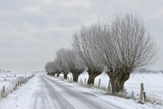 Gnarled old pollarded trees, pollarded willows (Salix sp.) along an icy country road on Bislicher