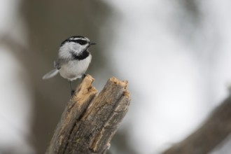 Gambel's Tit (Parus gambeli) in winter, small very agile tit species, frontal view, wildlife,