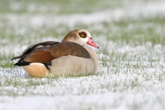 In winter... Nile goose (Alopochen aegyptiacus) resting in a field, lying in the snow, Nile geese