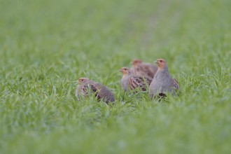 Small company... Grey partridge (Perdix perdix), partridge chain in the field, native birdlife,
