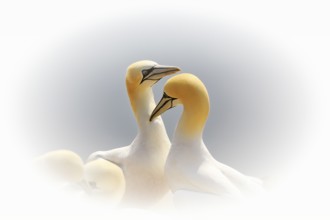 Northern gannet (Morus bassanus) on bird cliffs, pair courtship display, Helgoland Island,