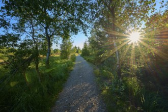 A path through the forest illuminated by the sun shining through the leaves, High Fens, Eifel,