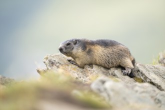 Alpine marmot (Marmota marmota) in autumn, Grossglockner, High Tauern National Park, Austria,
