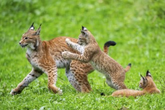 Eurasian lynx (Lynx lynx) mother with her youngsters, playing, jumping, Austria, Europe