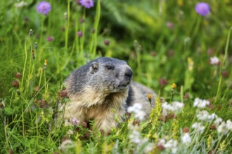 Alpine marmot (Marmota marmota) in autumn, Grossglockner, High Tauern National Park, Austria,