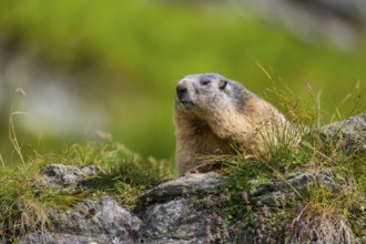 Alpine marmot (Marmota marmota) in autumn, Grossglockner, High Tauern National Park, Austria,