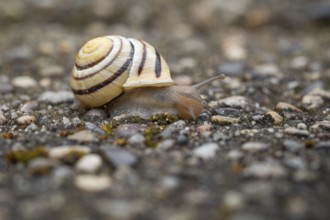 Close-up of a snail on stony ground, Hvide Sande, North Sea, Denmark, Europe