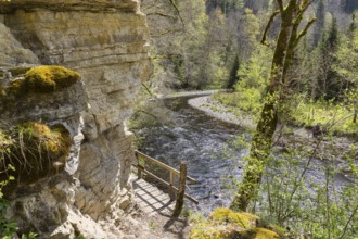 River Wutach in the Wutach Gorge, Black Forest, Baden-Württemberg, Germany, Europe