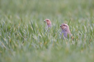 In the winter wheat... Grey partridge (Perdix perdix), two partridges sticking their heads out of