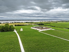 Chateau Latour Vineyard and grape fields around Pauillac from a drone, Bordeaux, Gironde,
