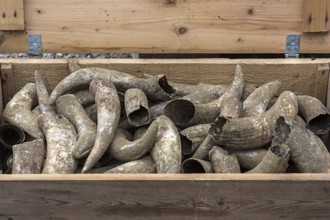 Cow horns in a wooden box, Bavaria, Germany, Europe
