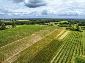 Vineyards and grape fields around Bordeaux from a drone, Saint-Mariens, Gironde,