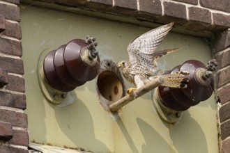 With a mouse in its clutches... Kestrel (Falco tinnunculus), female falcon at the entrance hole to