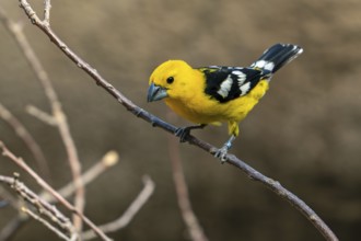 Mexican yellow grosbeak (Pheucticus chrysopeplus), adult male perched in tree, native to the