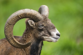 European mouflon (Ovis aries musimon ram (male) portrait, Austria, Europe