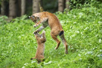 Eurasian lynx (Lynx lynx) youngster on a meadow, Bavaria, Germany, Europe