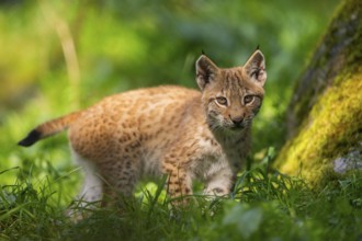 Eurasian lynx (Lynx lynx) youngster on a meadow, Bavaria, Germany, Europe