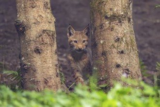 Eurasian lynx (Lynx lynx) youngster in a forest, Austria, Europe