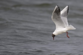 Black-headed gull (Chroicocephalus ridibundus) in summer plumage, flying above the sea surface,