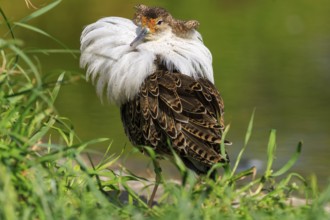 Bird with emphasised neck plumage, surrounded by green plants, Ruff (Calidris pugnax, Syn.: