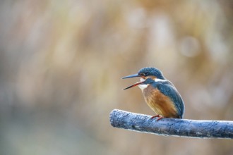 Kingfisher (Alcedo atthis) Germany