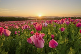 Opium poppy (Papaver somniferum), sunrise over a poppy field, the flowers glow in pink, summer,