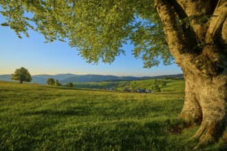 View over a green meadow to a village at sunset, large beech tree in the foreground, spring,