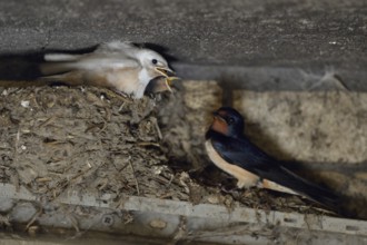 At the nest in the old cowshed... Barn Swallow (Hirundo rustica), adult bird with begging young